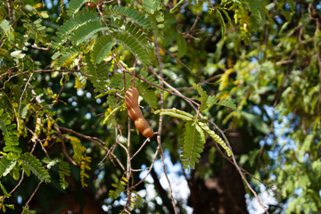 tamarind hang on the green tree branch