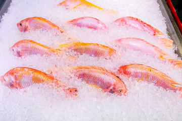 Red tilapia fish