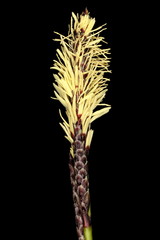 Rare Spring Sedge (Carex ericetorum). Inflorescence Closeup