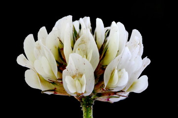 White Clover (Trifolium repens). Inflorescence Closeup