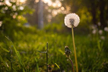 A field of dandelions. Dandelions on the green grass.