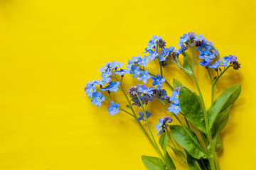 Blue forget-me-nots, spring flowers, on a yellow background.