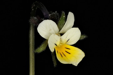 Field Pansy (Viola arvensis). Flower Closeup