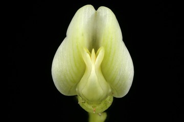 Wild Liquorice (Astragalus glycyphyllos). Flower Closeup