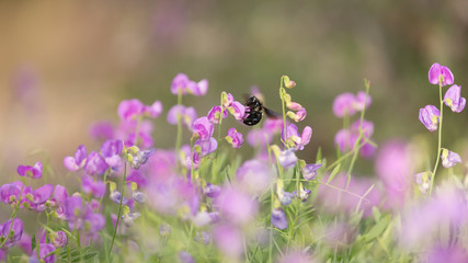 A bumblebee gathers nectar and pollen from the flowers of the wild pea plant in early summer.