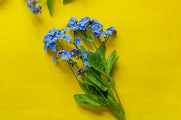Blue forget-me-nots, spring flowers, on a yellow background.