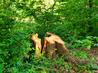 Souche d'arbre
