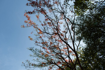 red green tree branch and blue  clear sky