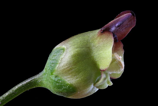 Common Figwort (Scrophularia nodosa). Flower Closeup