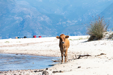 Little cow on the beach