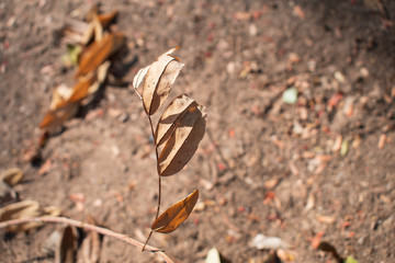 butterfly on a dry leaf above the summer ground
