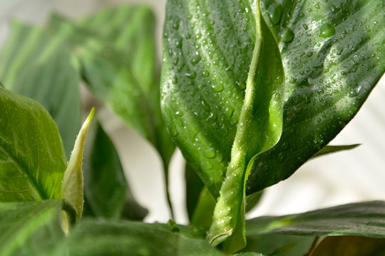 Houseplant - Spathiphyllum floribundum - Peace Lily. Water drops on leaves of a Spathiphyllum macro