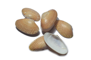 fresh raw clams