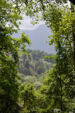 Trees in a forest landscape with blue sky on the parck. Hidalgo, M&eacute;xico