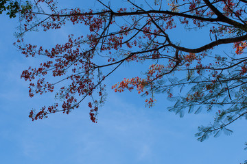 orange tree branches against blue clear sky