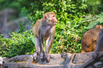 Naklejka na ściany i meble Rhesus macaque in Kathmandu, Nepal