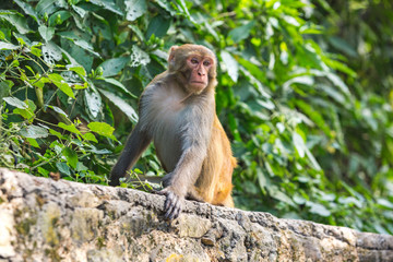 Fototapeta premium Rhesus macaque in Kathmandu, Nepal
