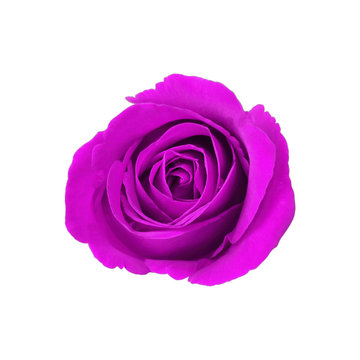 violet rose isolated on white background