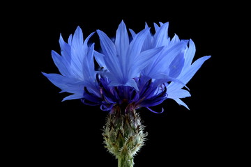 Cornflower (Centaurea cyanus). Capitulum Closeup