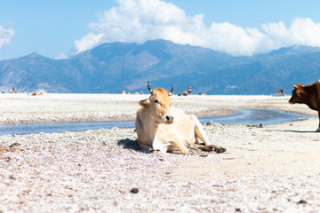 Relaxed cow on the beach