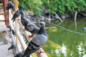 pigeon in the park on the hot summer day