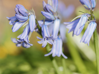 Common Bluebells (Hyacinthoides non-scripta) growing in the spring in the garden border.