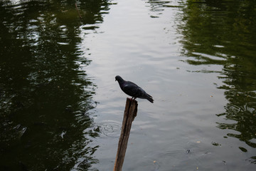 bird on the branch tree wood in the river