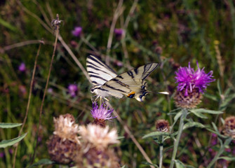 Machaon