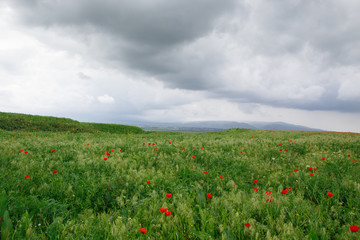 Beautiful spring valley with green grass and blooming red poppies. Summer landscape. Tourism and travel. Kyrgyzstan