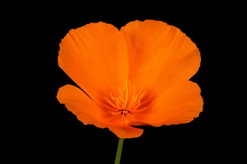 Californian Poppy (Eschscholzia californica). Flower Closeup