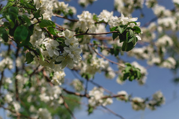 blooming apple tree