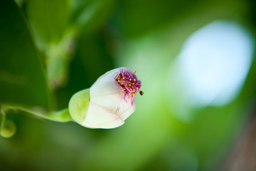 Fototapeta na wymiar Fish poison tree (Barringtonia asiatica) young fruits and flower buds. Leaf, bark, fruit and seed of this ornamental plant