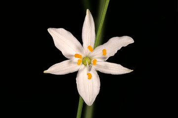 Fototapeta premium Branched St. Bernard's-Lily (Anthericum ramosum). Flower Closeup