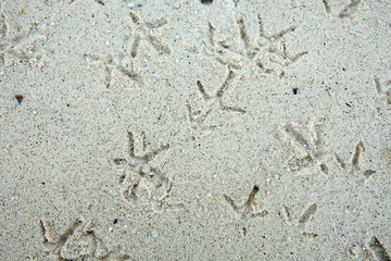 Birds footprints on sand