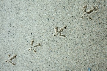 Birds footprints on sand