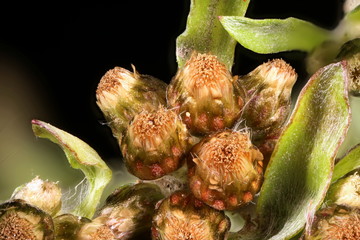 Marsh Cudweed (Gnaphalium uliginosum). Flowering Capitula Closeup