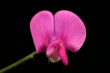 Broad-Leaved Everlasting Pea (Lathyrus latifolius). Flower Closeup