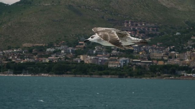 Seagulls fly in the sky over the sea from a ship in Italy.