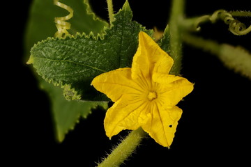 Cucumber (Cucumis sativus). Flower Closeup