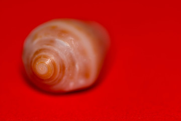 Blurred seashell on red background
