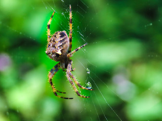Araña colorida en su telaraña con gotas de agua y un fondo con vegetación verde