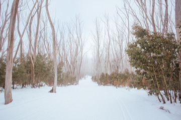 Lake Mountain Trails in Australia