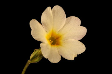 Primrose (Primula vulgaris). Flower Closeup