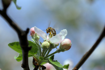 Bee collecting pollen from pink blossoms of an apple tree in a spring day. Background of macro apple flowers