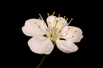 Dwarf Cherry (Prunus cerasus). Flower Closeup