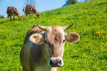 Kuh - Allgäu - Rind - Braunvieh - Hörner