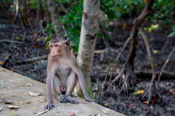 One monkey sitting on the aisle