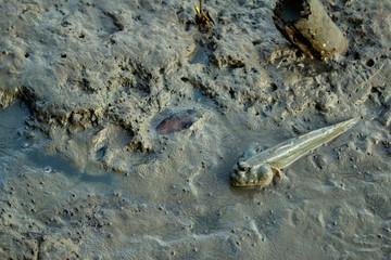 Mudskipper on the water