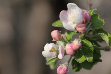 Fototapeta na wymiar Closeup view of flowering branch of apple-tree on blurred background, macro spring photography