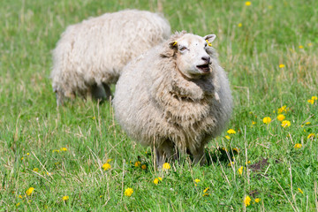Die Ostpreußische Skudde	